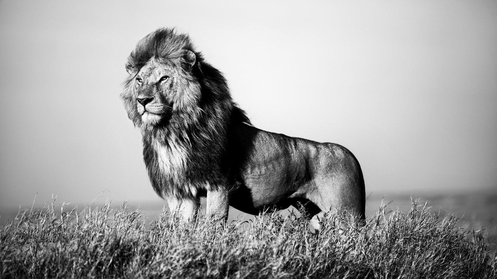 Leão na savana, fotografia de Christian Cravo